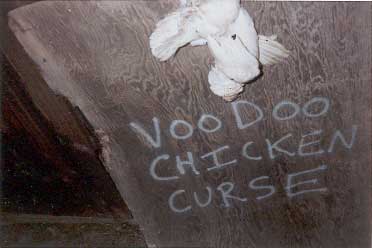 voodoo chicken curse