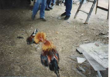 Stare down at the Okie Corral